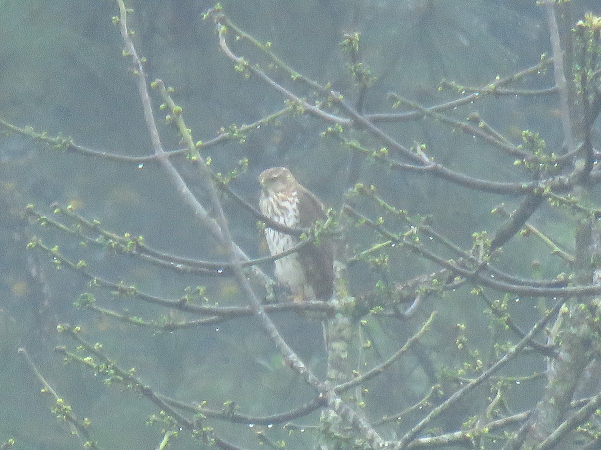 Cooper's Hawk - ML391483341