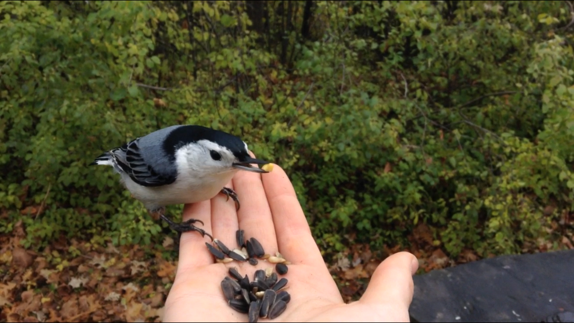 White-breasted Nuthatch - ML39148341