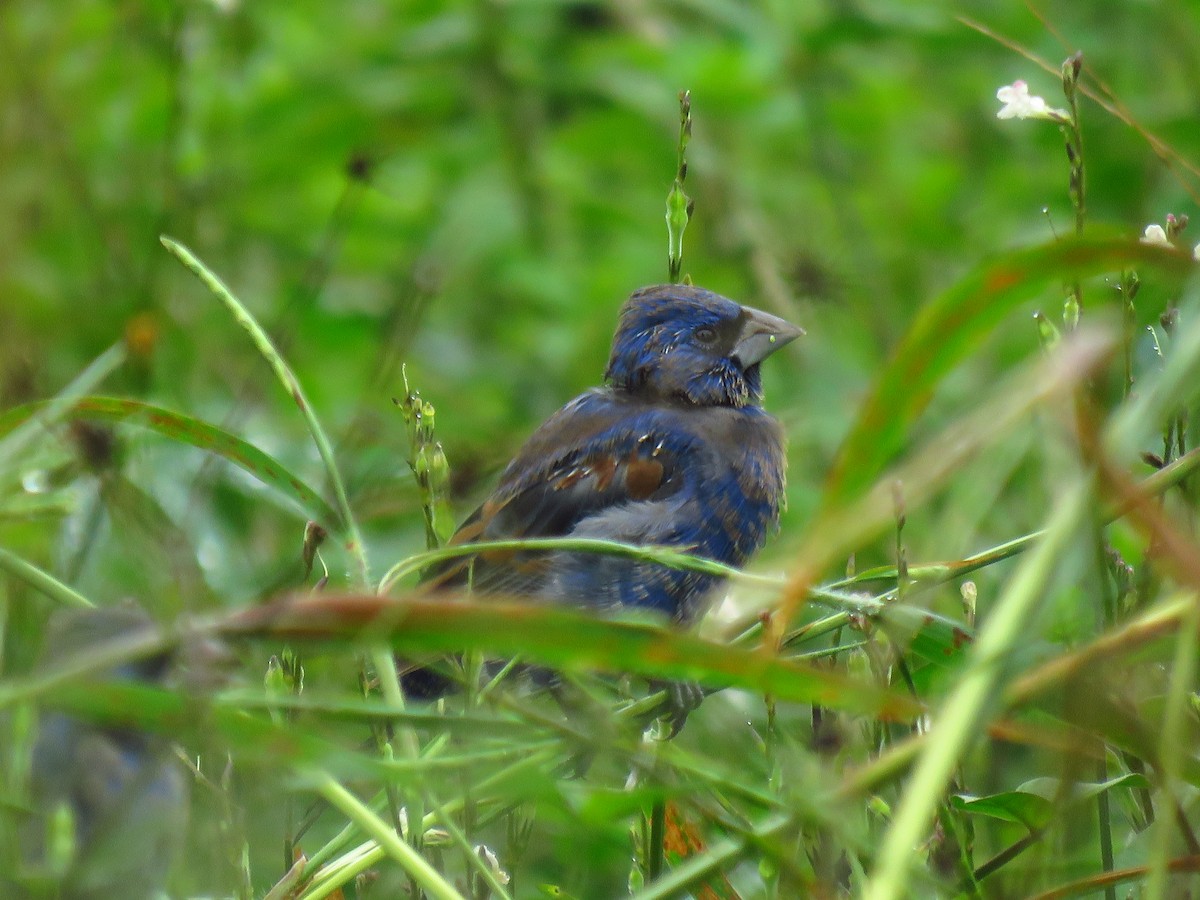 Blue Grosbeak - ML391483541
