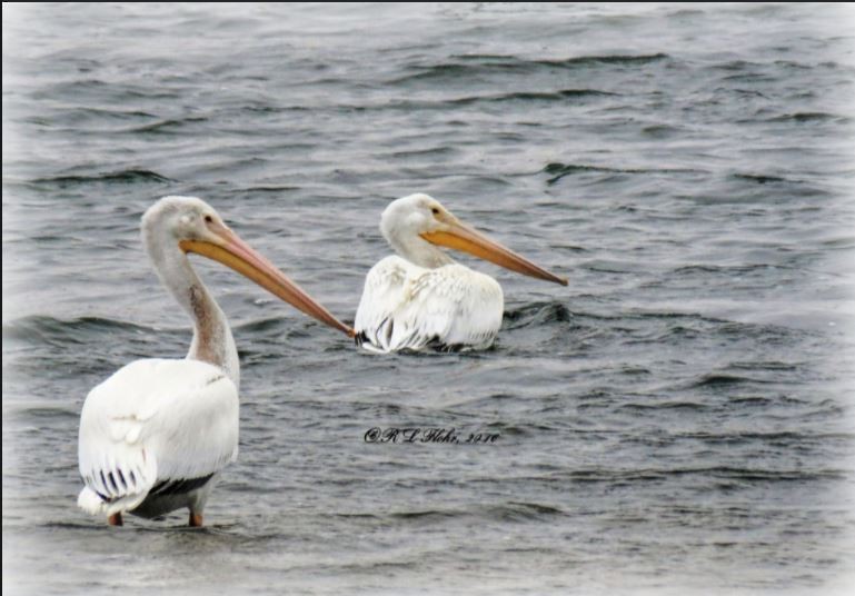 American White Pelican - Rita Flohr