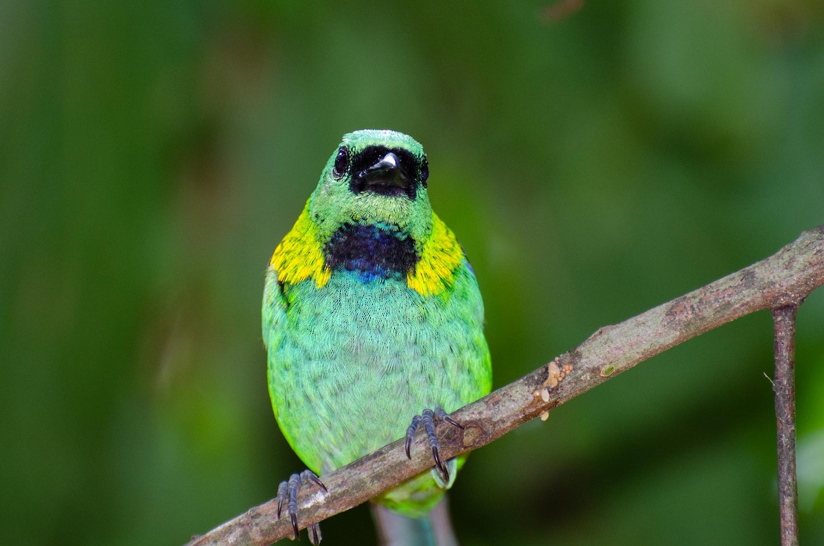 Green-headed Tanager - ML391485891