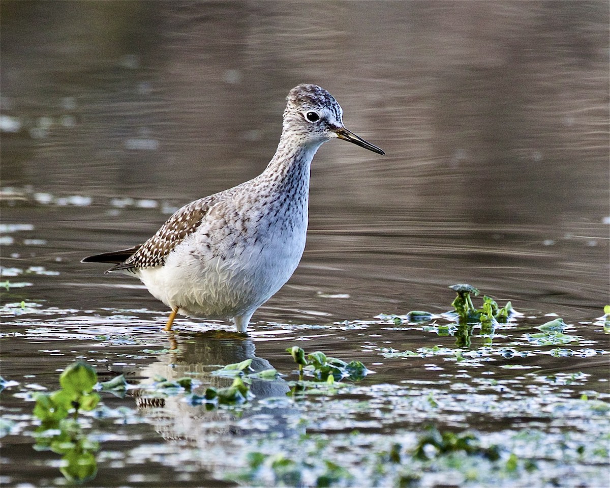 Lesser Yellowlegs - Jack & Holly Bartholmai