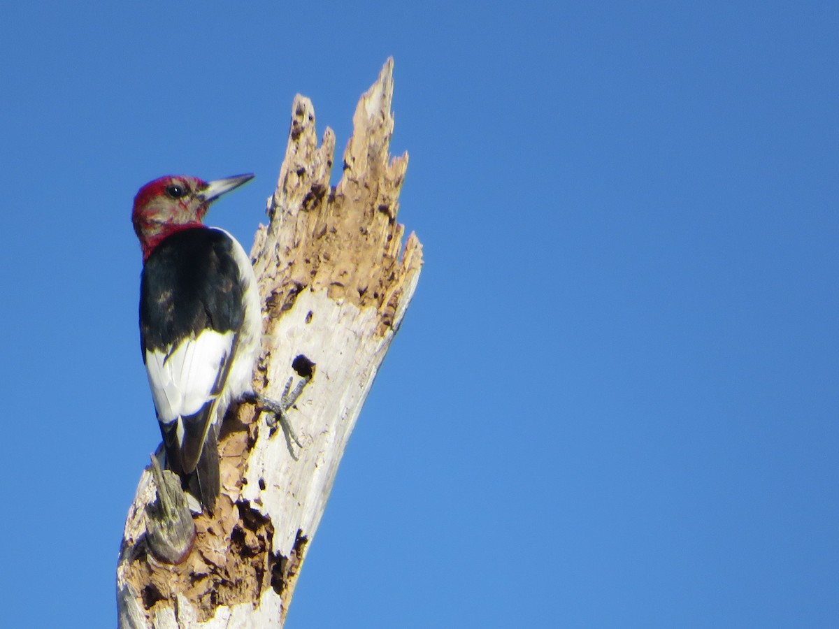 Red-headed Woodpecker - George Koppel