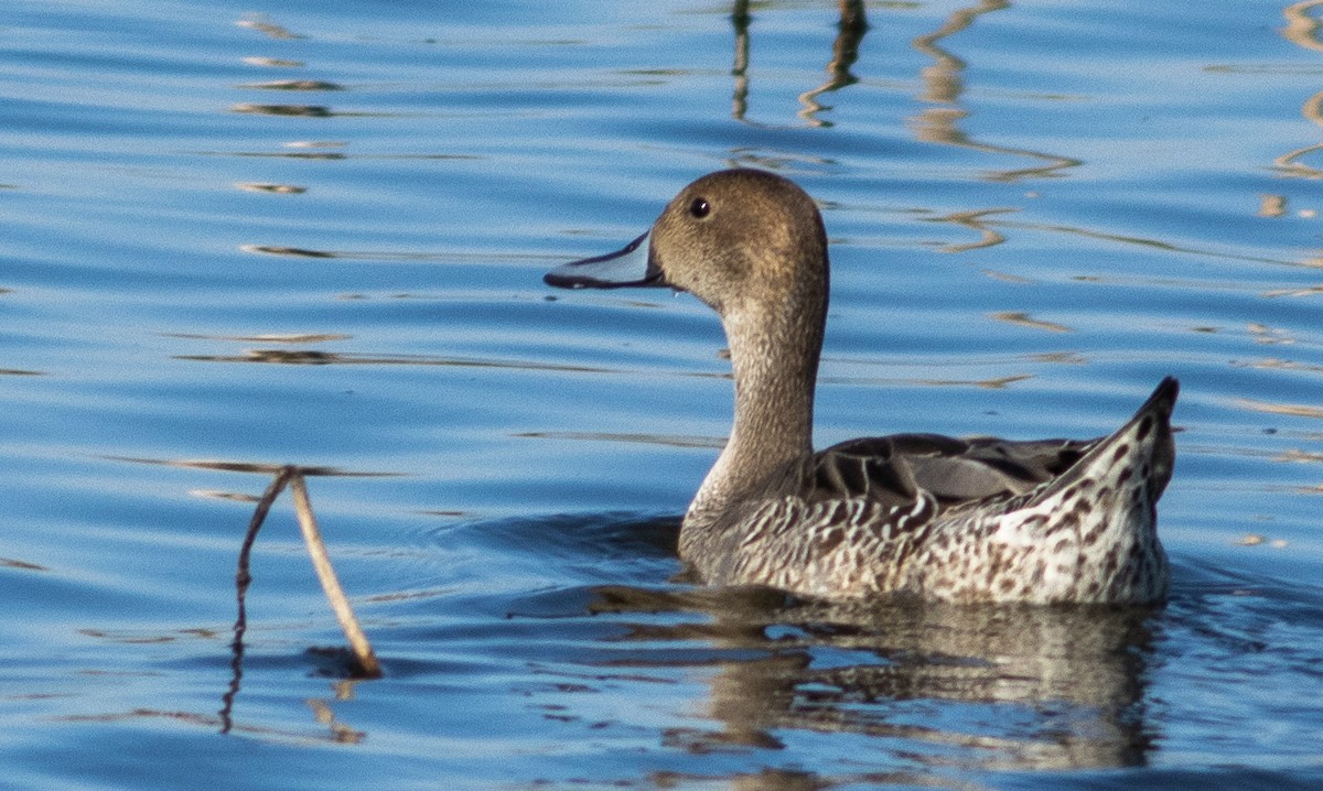 Northern Pintail - Tara Plum