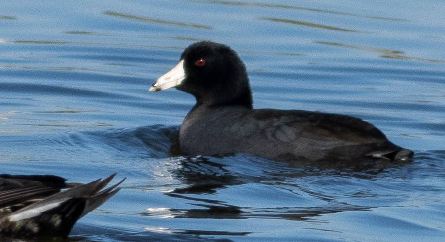 Foulque d'Amérique - ML391487881