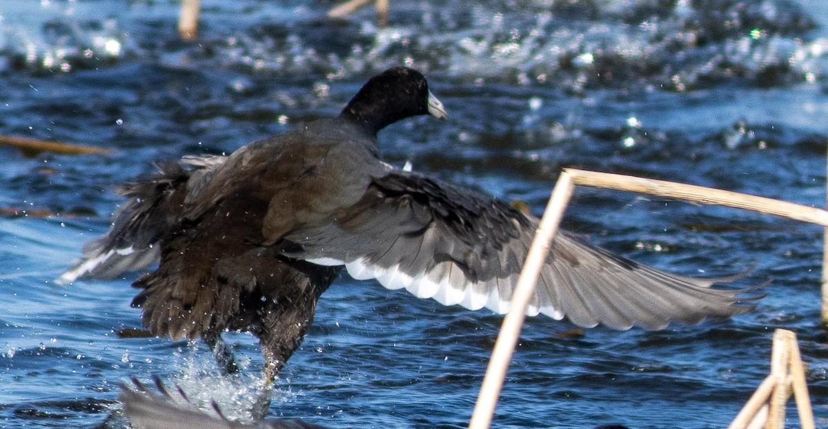 American Coot - ML391487901