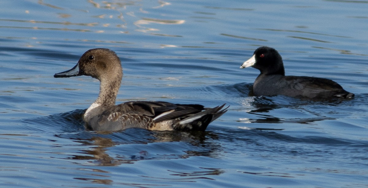 American Coot - Tara Plum