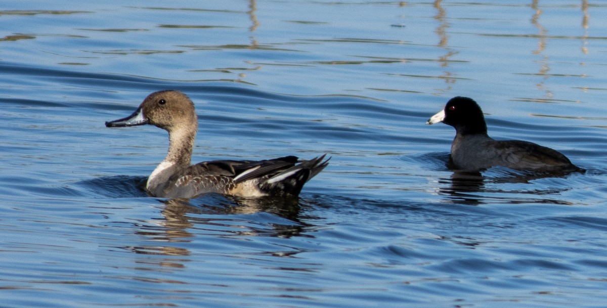 American Coot - ML391487951