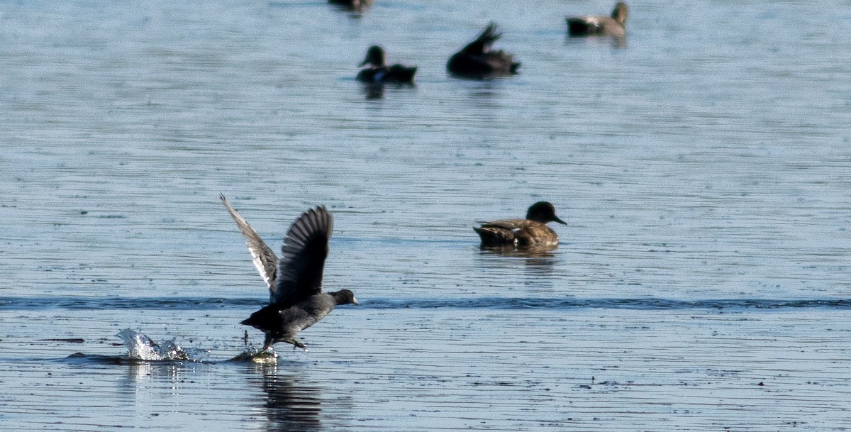 American Coot - ML391487961