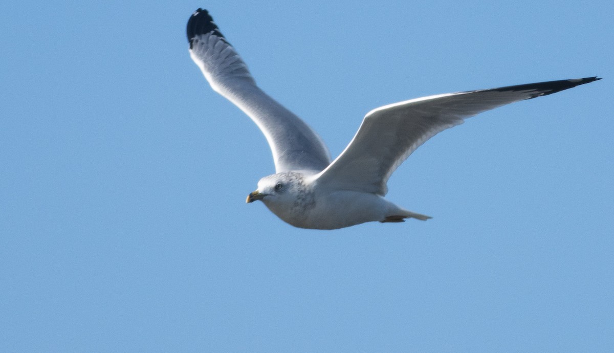 Ring-billed Gull - ML391488031