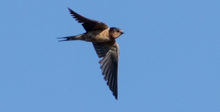 Barn Swallow - ML391488111