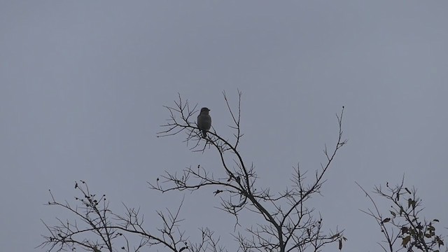 Northern Shrike - ML391488401