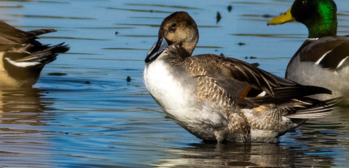 Northern Pintail - Tara Plum