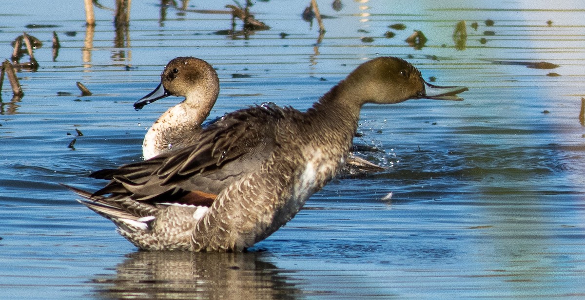 Northern Pintail - Tara Plum