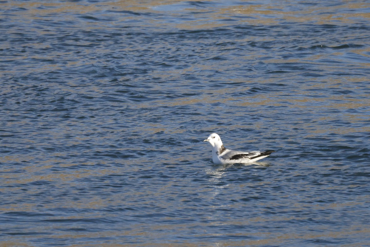Mouette tridactyle - ML391490181