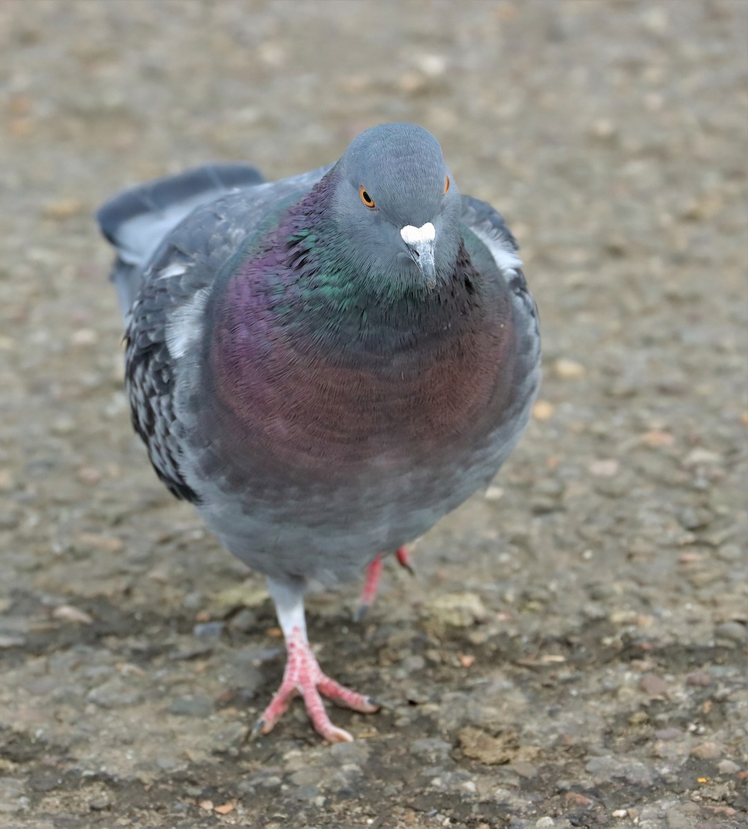Rock Pigeon (Feral Pigeon) - ML391491341
