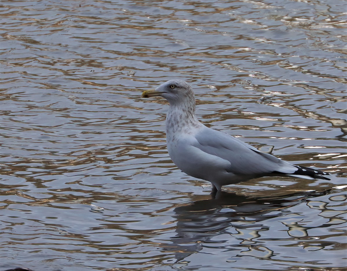 Herring Gull - ML391491561