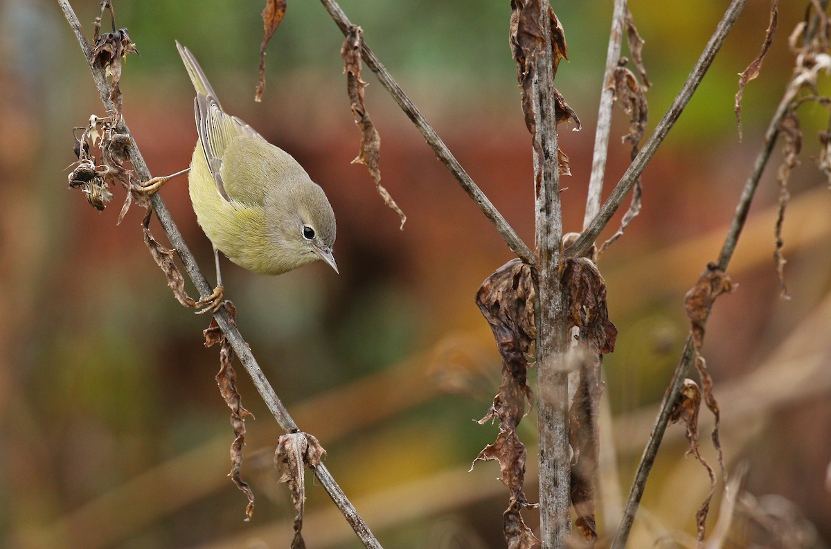 Orange-crowned Warbler (Gray-headed) - Ryan Schain