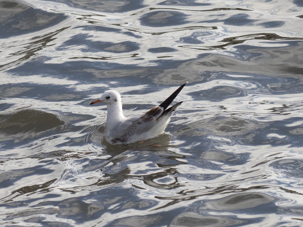 Black-headed Gull - ML39149381