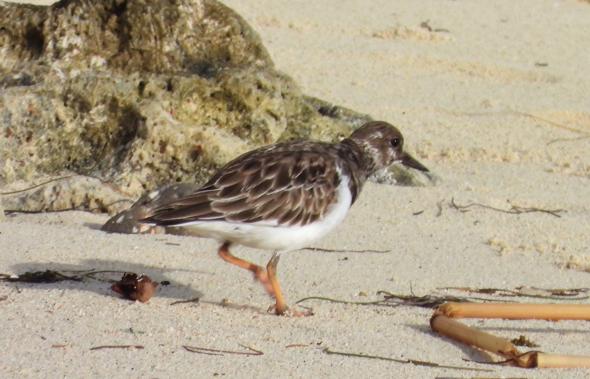 Ruddy Turnstone - ML391494191