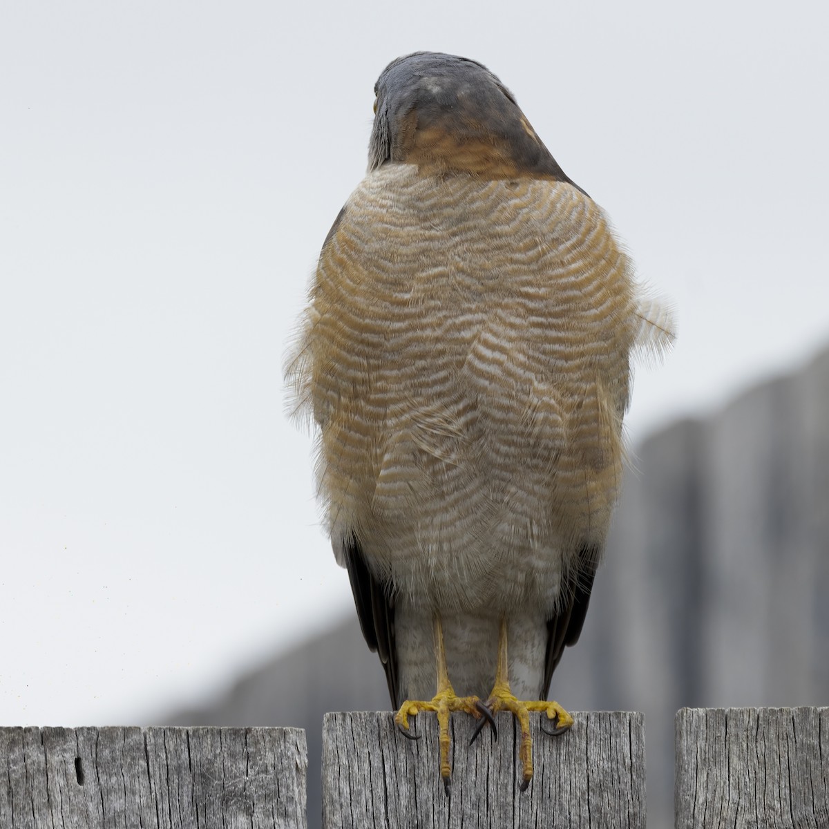 Collared Sparrowhawk - Cedric Bear