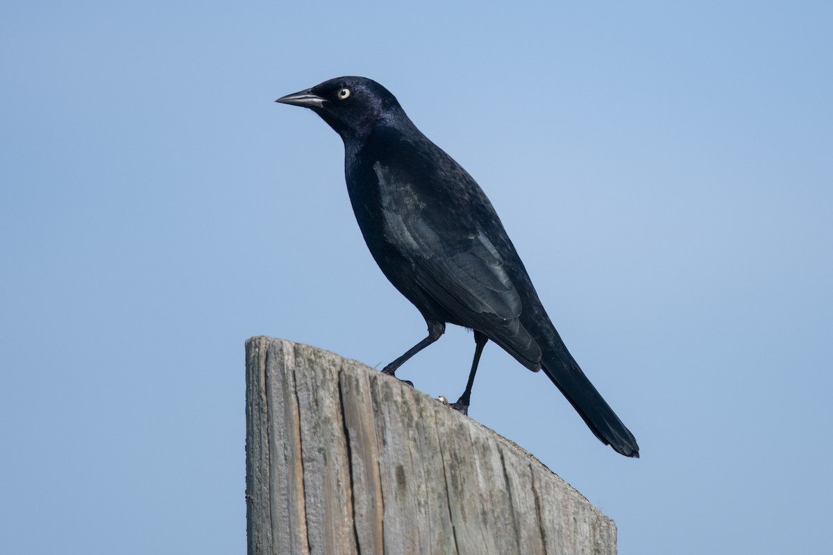 Brewer's Blackbird - ML391494341