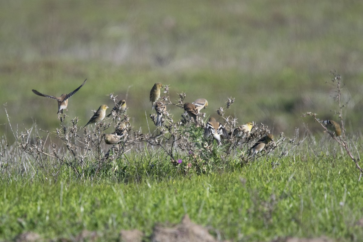 American Goldfinch - ML391494421