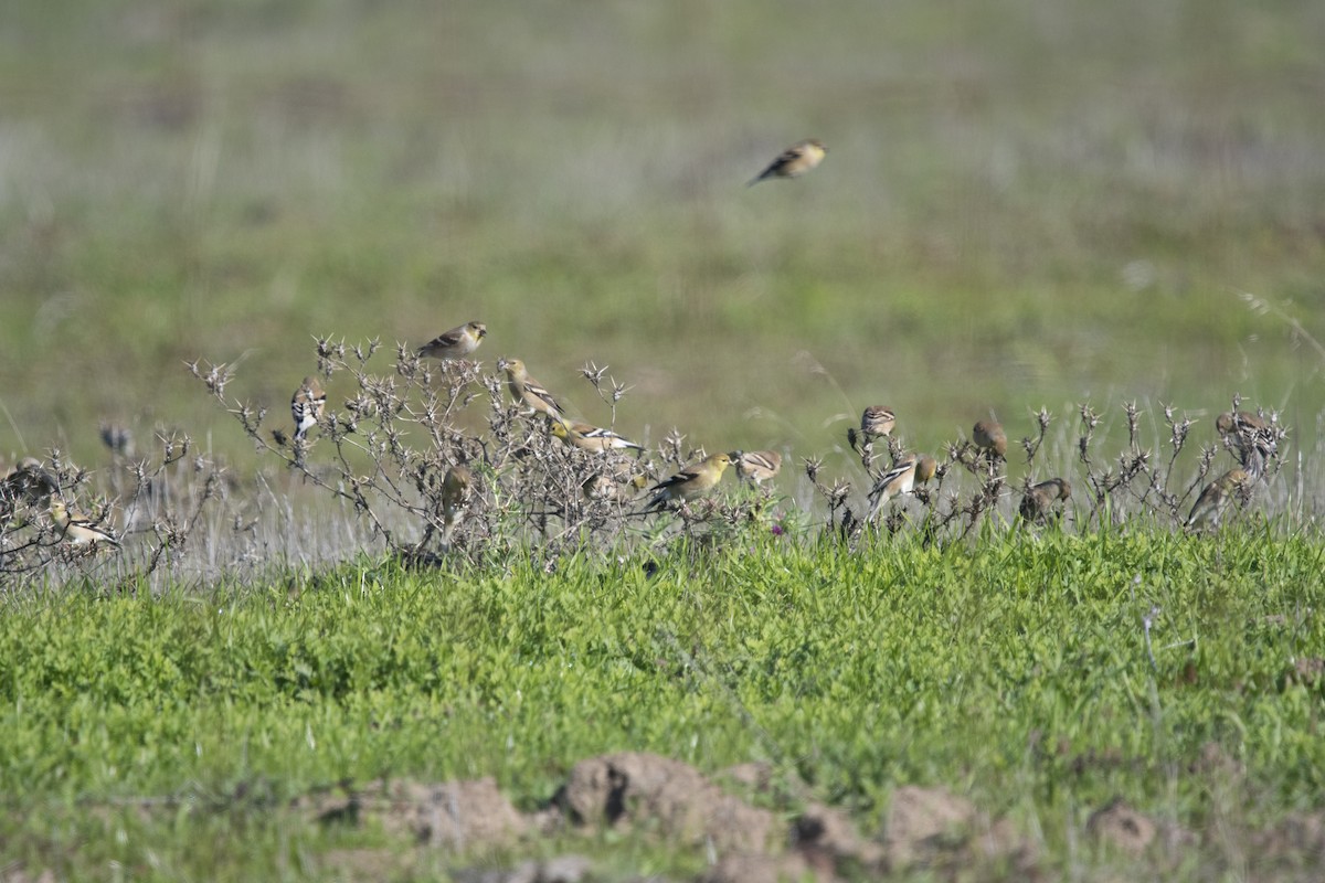 American Goldfinch - ML391494441