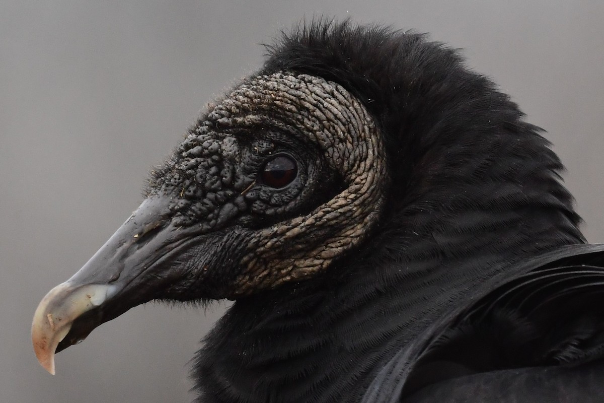 Black Vulture - Paul Herwood