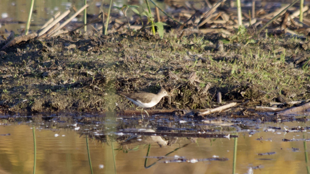 Solitary Sandpiper - Sam Fellows