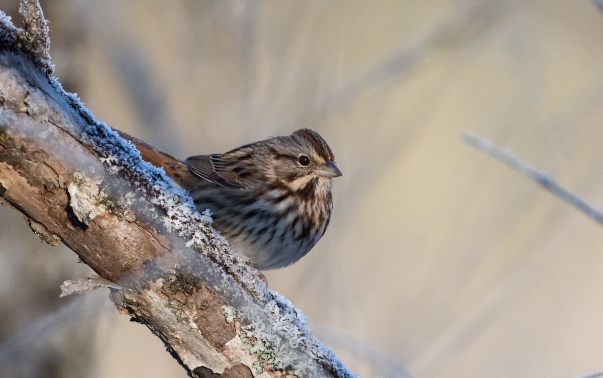 Song Sparrow (melodia/atlantica) - ML391497081