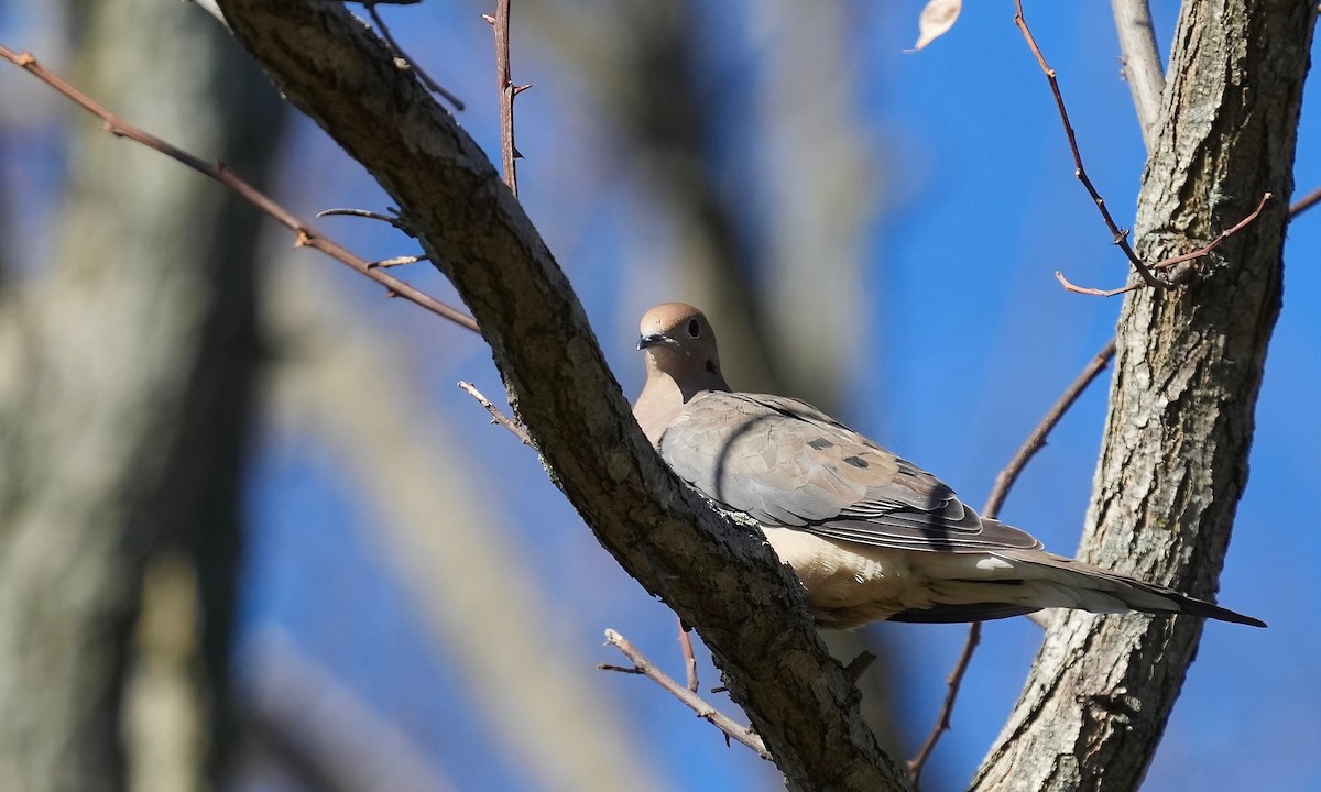 Mourning Dove - ML391497551