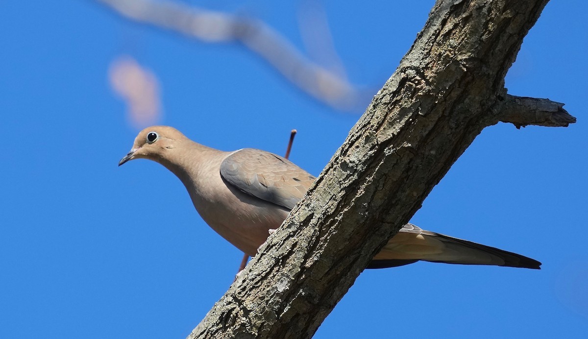 Mourning Dove - ML391497571