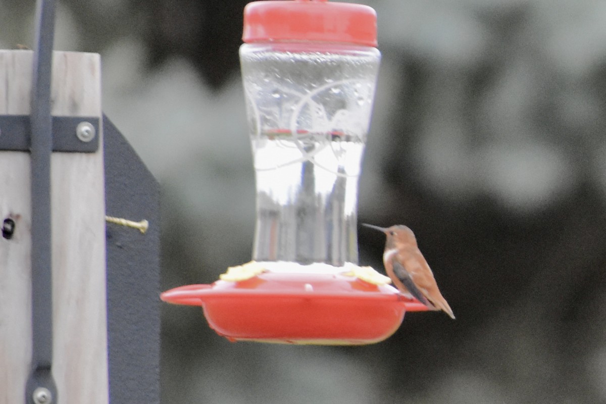 Rufous Hummingbird - ML391498171