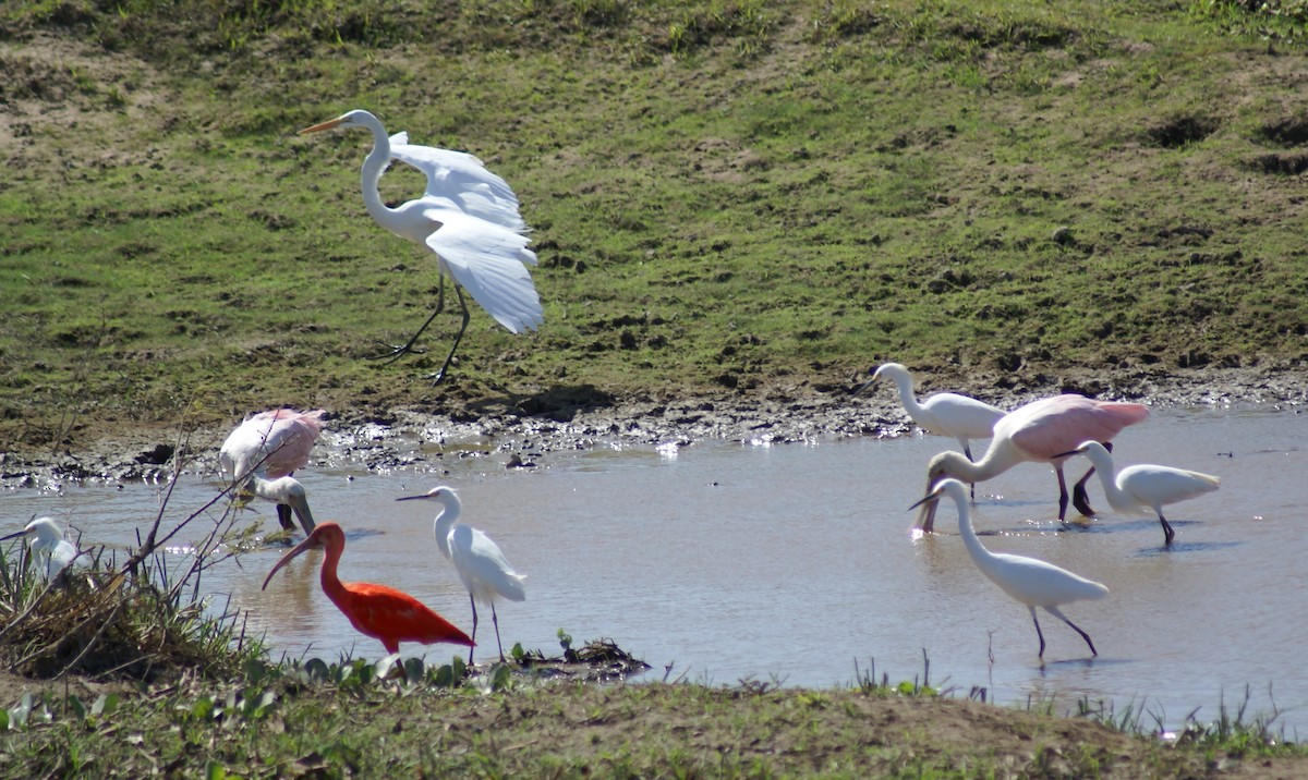 Great Egret - ML391499111