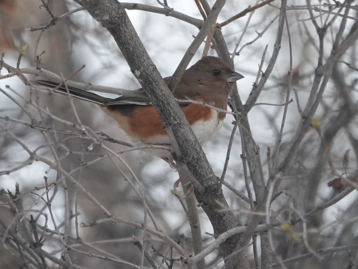 Eastern Towhee - ML391504101