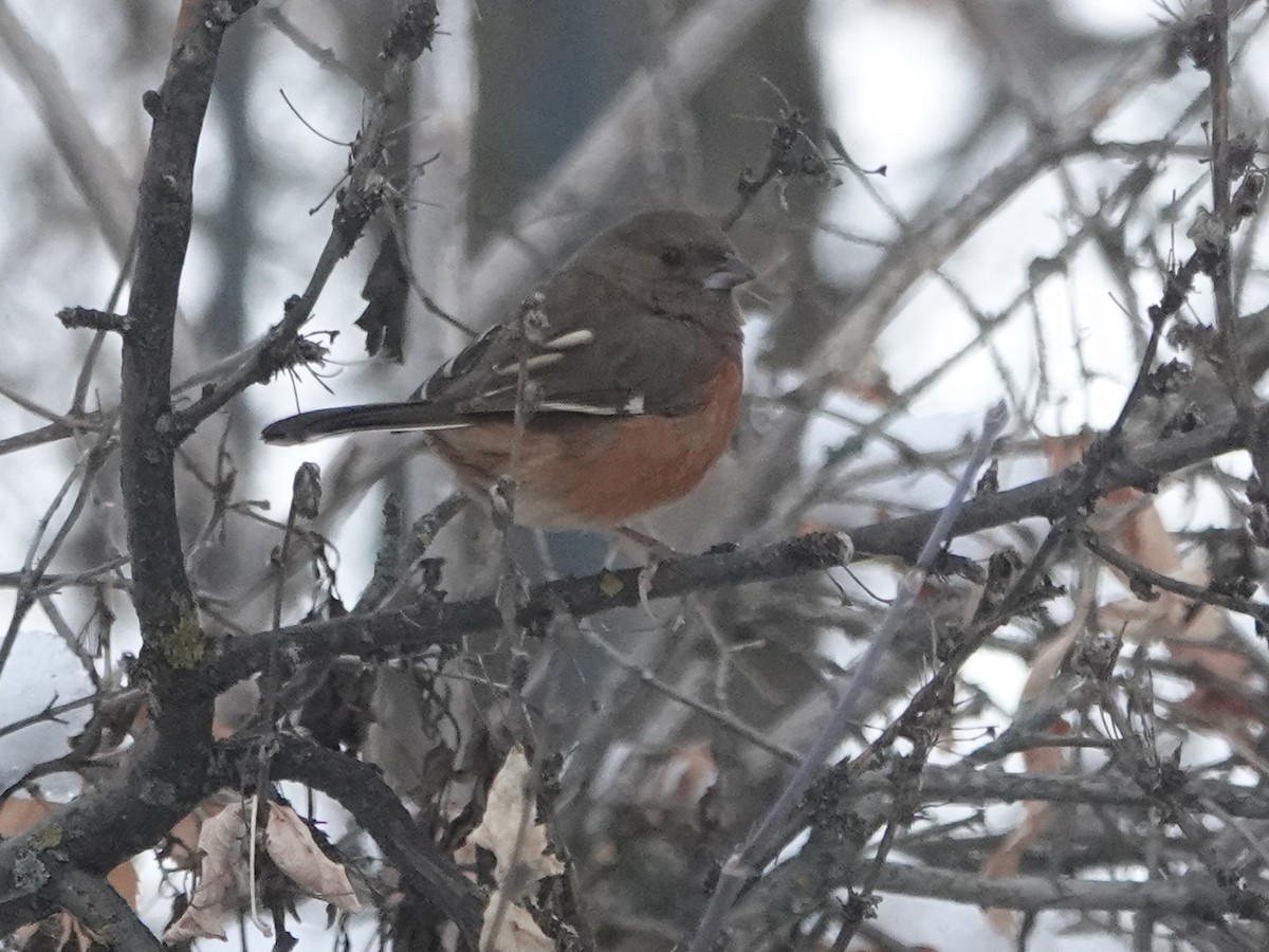 Eastern Towhee - ML391504261