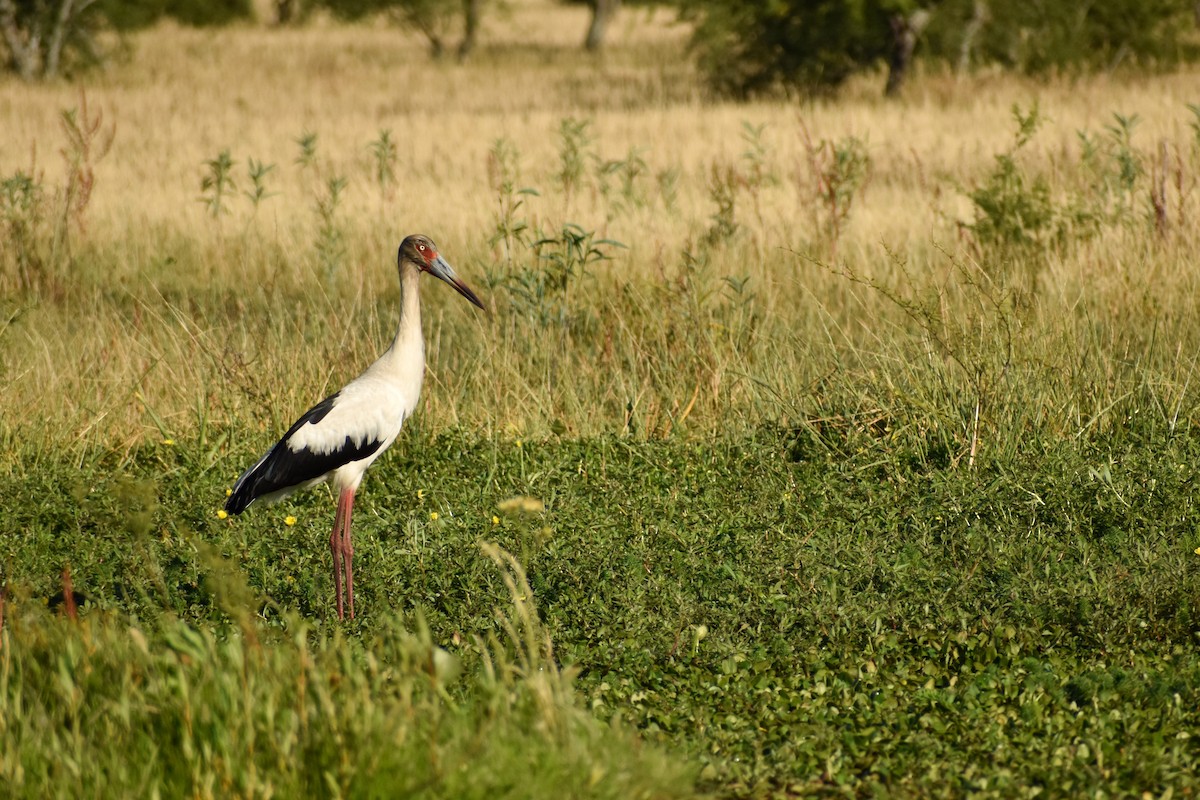 Maguari Stork - Ezequiel Racker