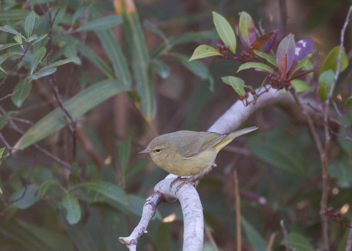 Orange-crowned Warbler - ML391505271