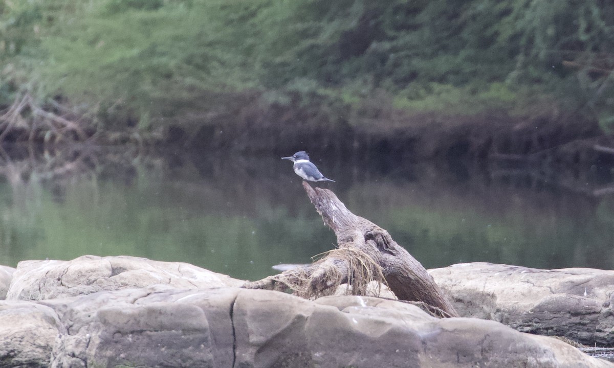 Belted Kingfisher - ML391507181