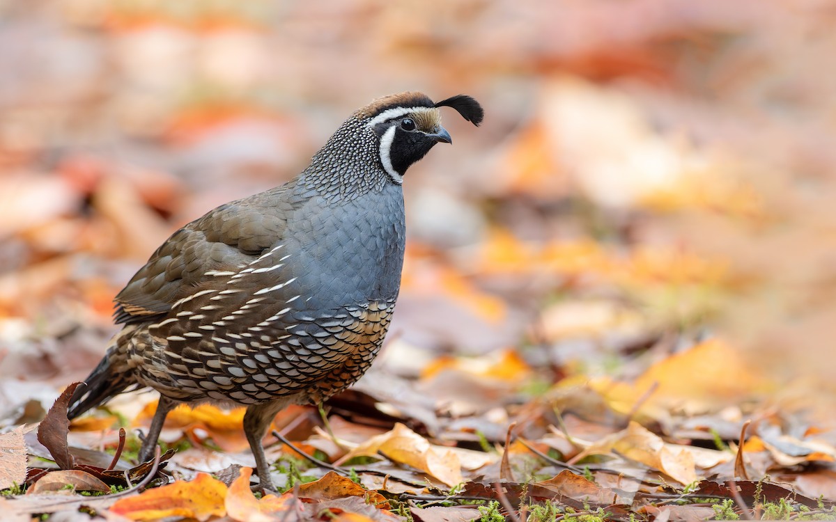 California Quail - Blair Dudeck