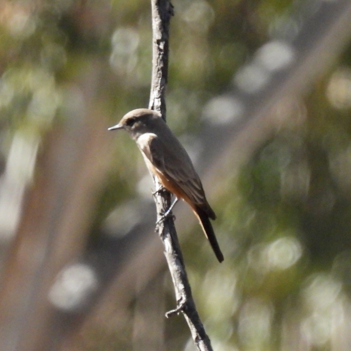 Say's Phoebe - ML391509461