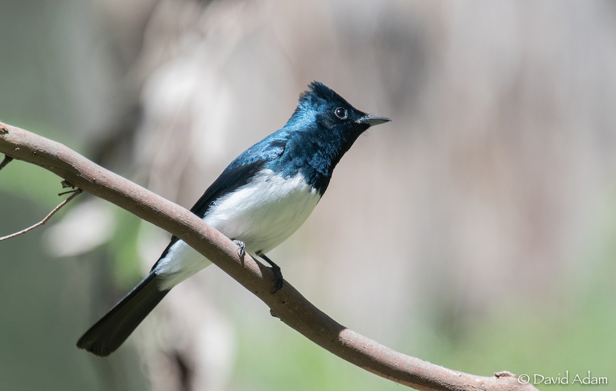 Satin Flycatcher - David Adam