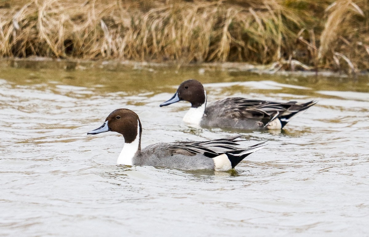 Northern Pintail - ML391510401