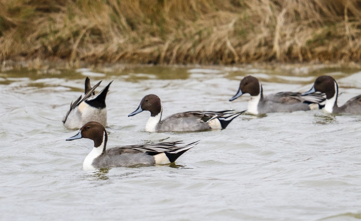 Northern Pintail - ML391510421