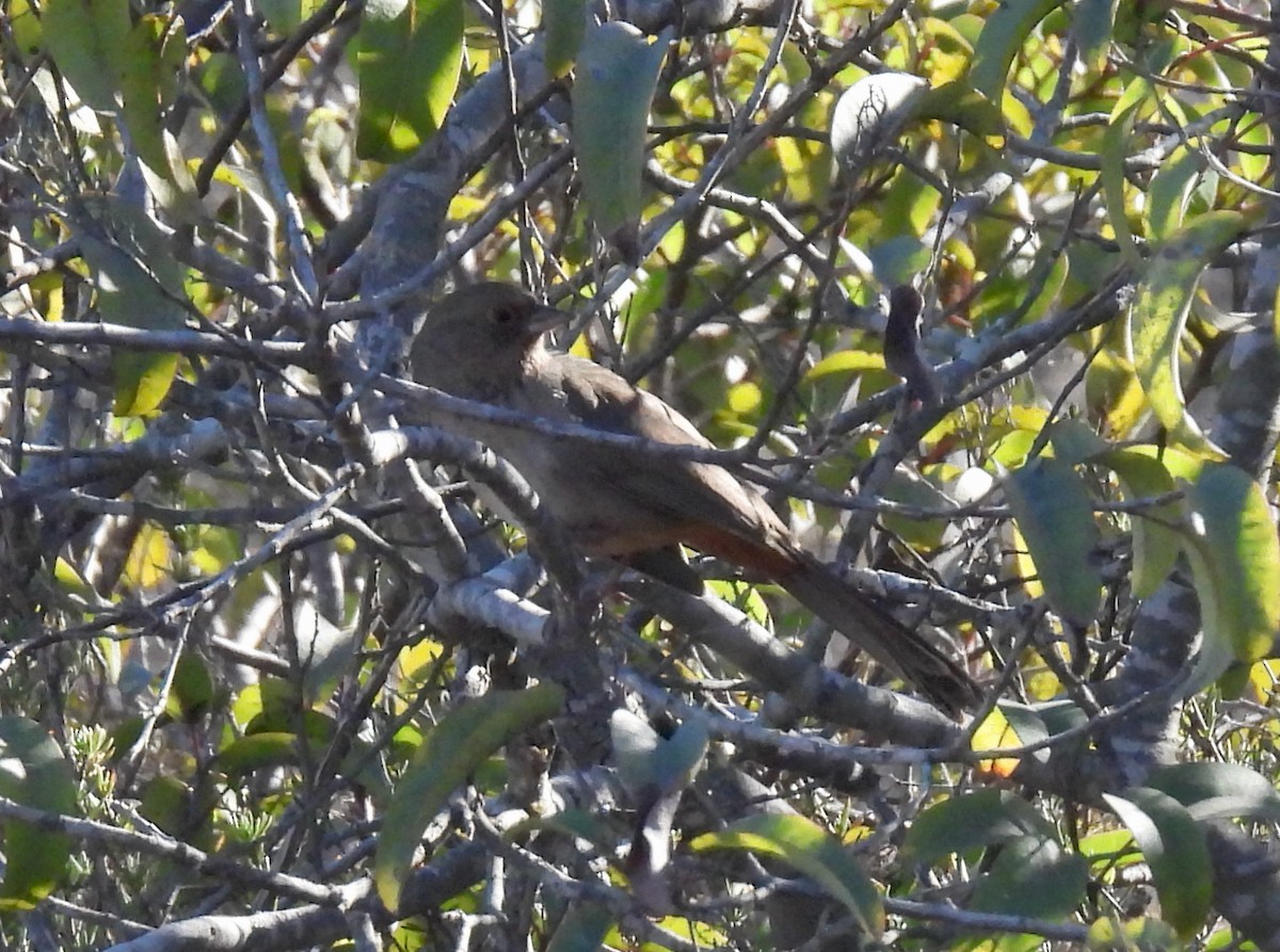 California Towhee - ML391510511