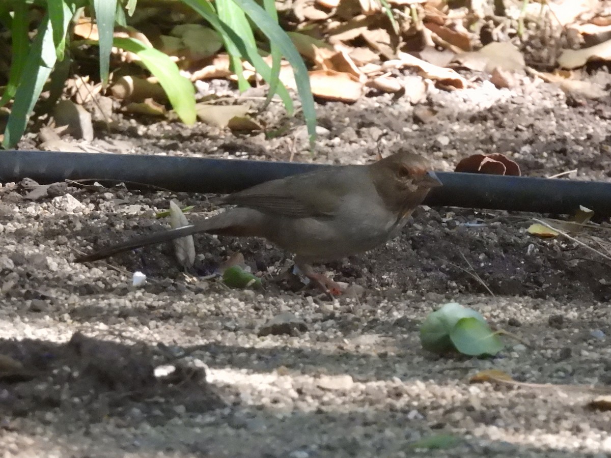 California Towhee - ML391510521