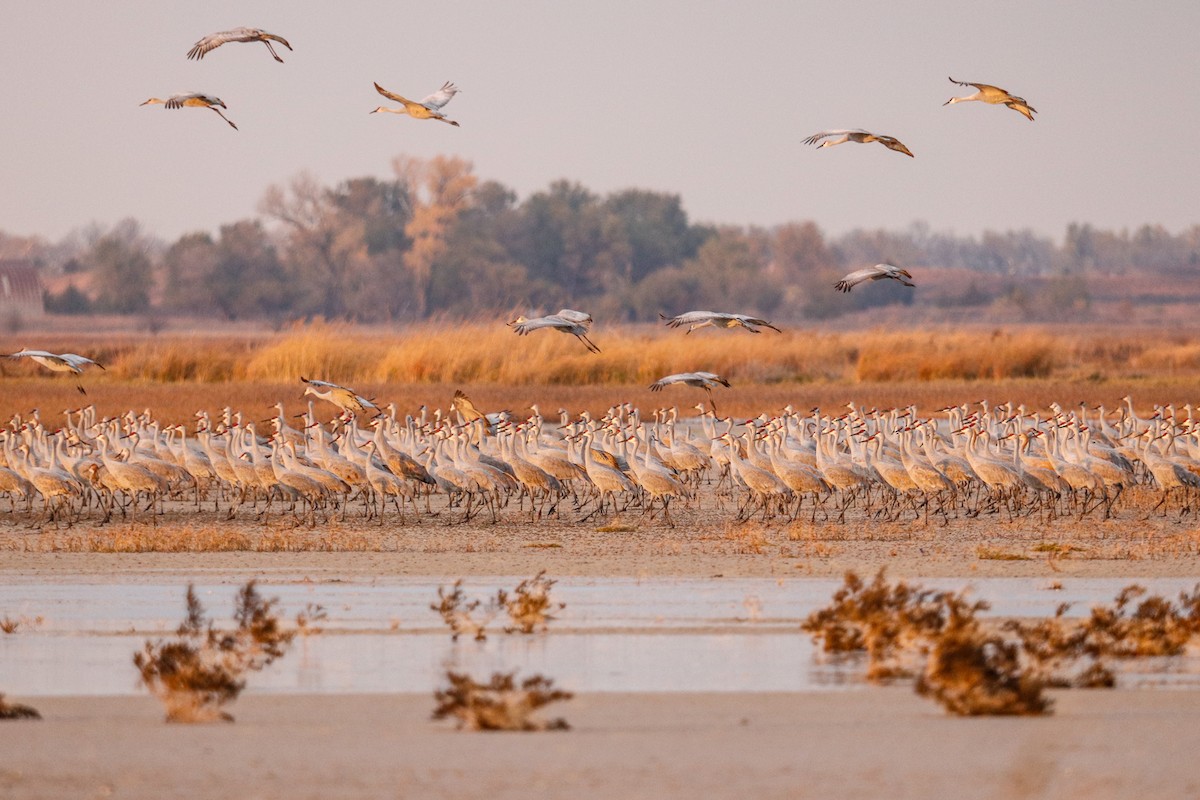 Sandhill Crane - ML391510901