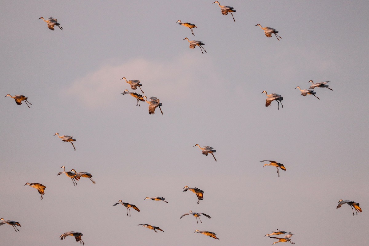 Sandhill Crane - ML391510921