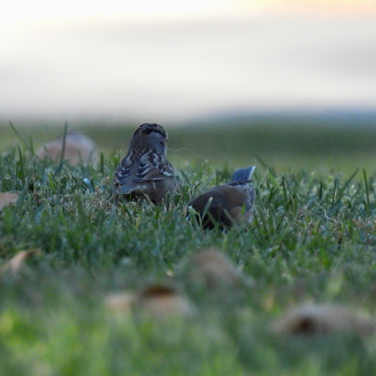 White-crowned Sparrow - ML391510981